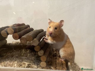 Hamster rodents Female Syrian hamster - Advert 1