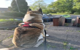 Akita dogs for sale: 8 year old American Akita - Image 2