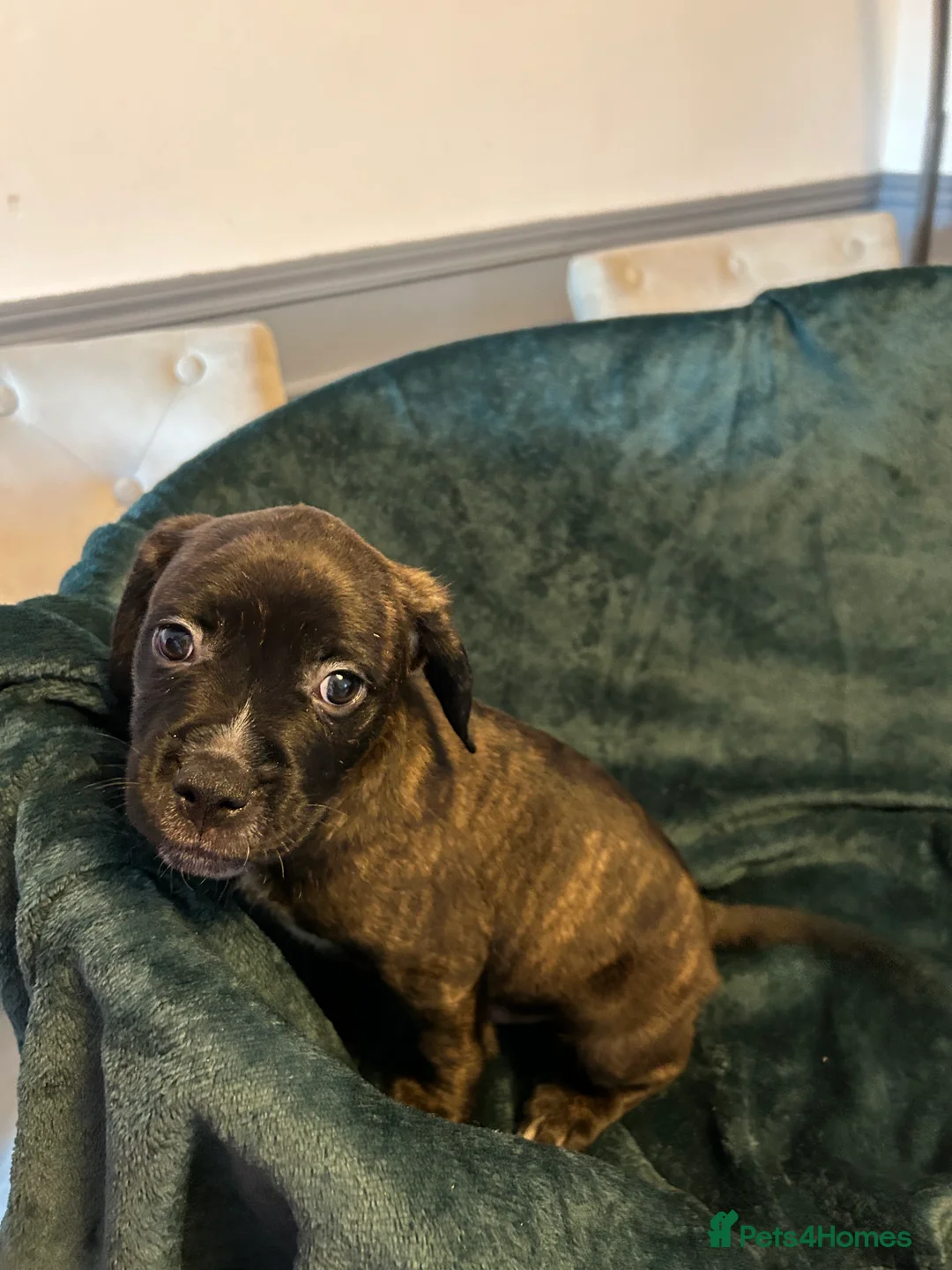 Mixed Breed dogs for sale:  Mixed breed cockerbull x  - Advert 7