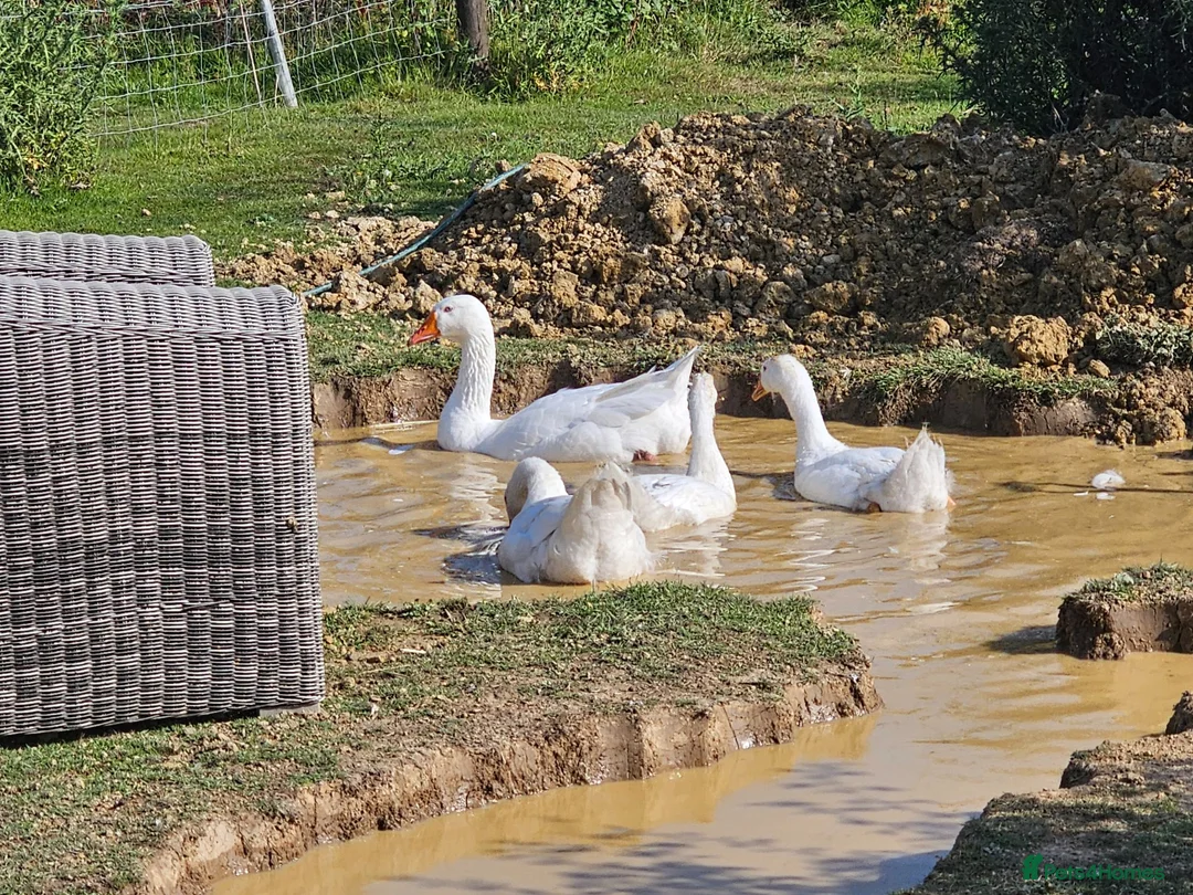 Geese poultry for sale: Embden Geese 4 left (1pair + 2 goslings)  - Advert 1