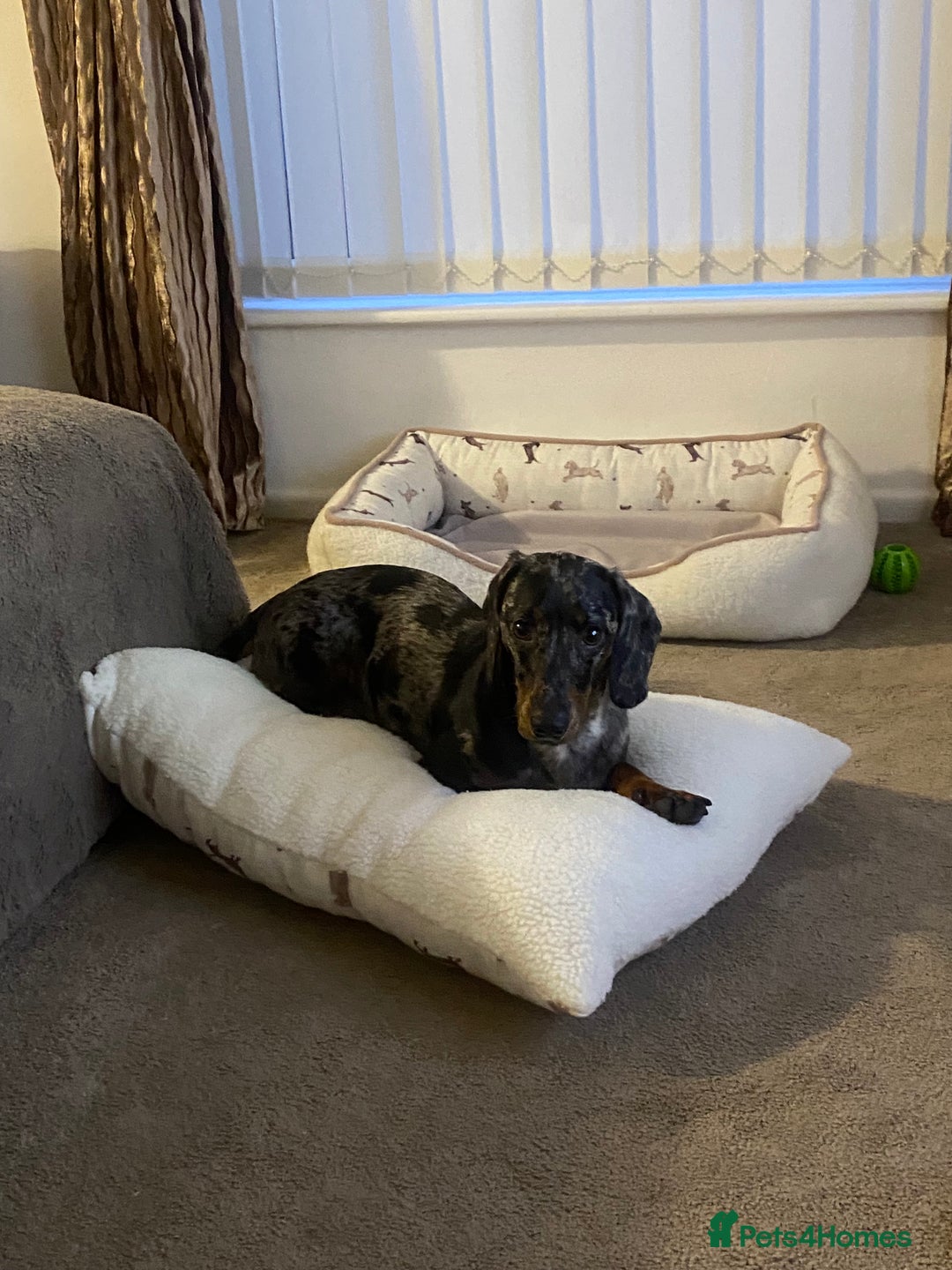 Dachshund dogs for sale: Standard dachshund  - Advert 4