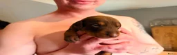 Dobermann dogs for sale: 7 Beautiful Dobermann puppies of mixed colours. in Reading - Advert 8