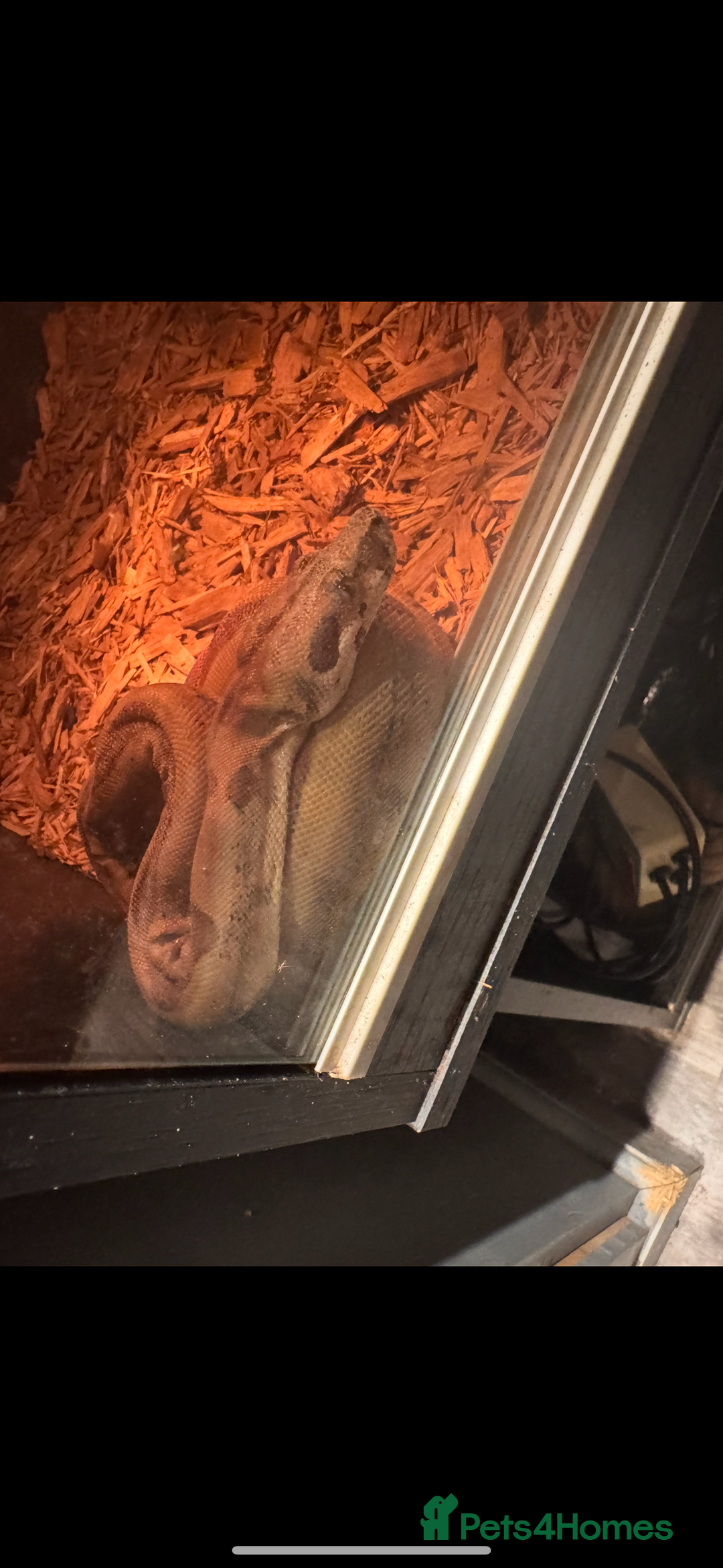 Boa Snake reptiles for sale: Male hypo boa constrictor  - Image 3