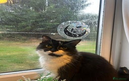 Mixed Breed cats for sale: 2 Beautiful healthy girls  - Advert 1