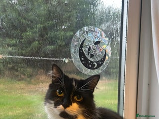 Mixed Breed cats 2 Beautiful healthy girls - Advert 4