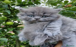British Longhair cats for sale: British Longhair males available for reservation! - Image 4
