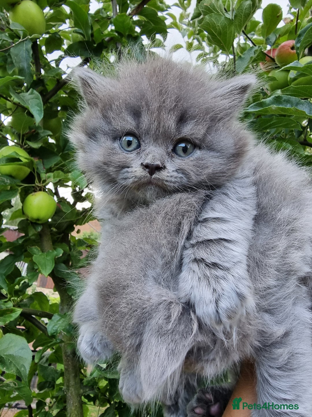 British Longhair cats for sale: British Longhair males available for reservation! - Image 4