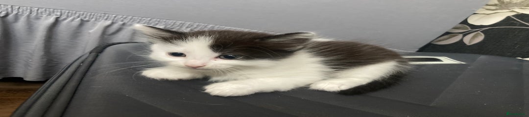 Mixed Breed Kitten 4