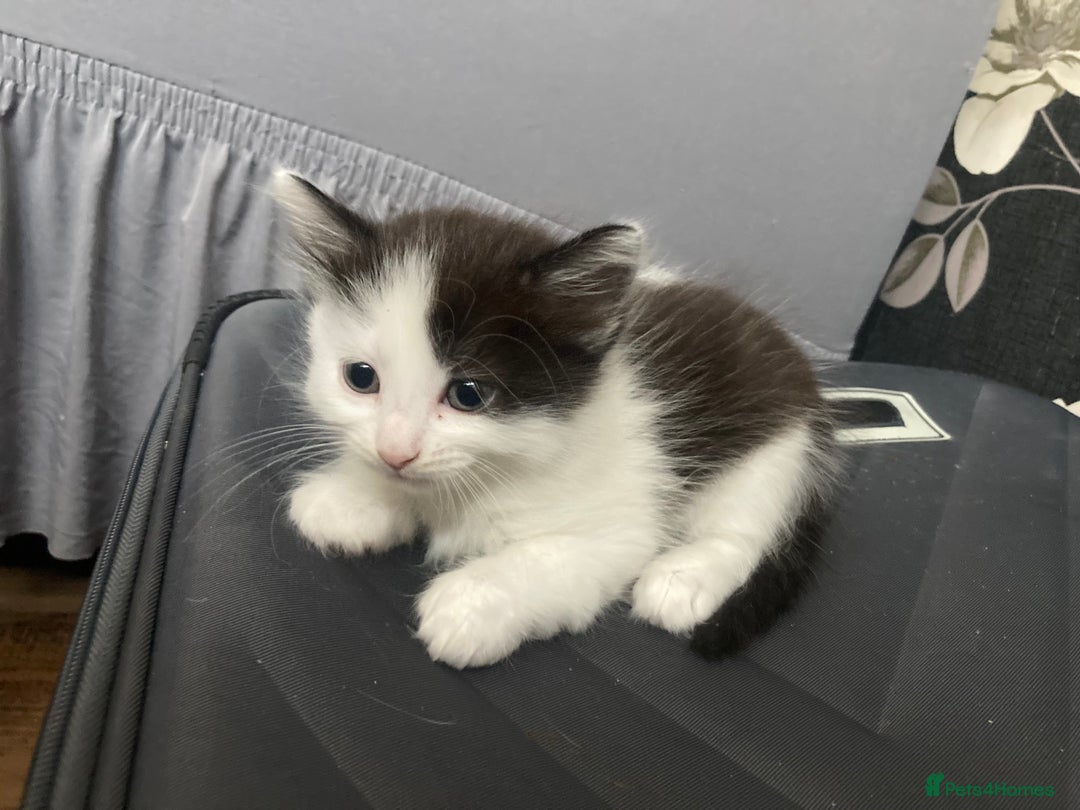 Mixed Breed cats for sale: Sweet Kittens  - Image 6