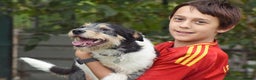 Fox Terrier dogs for adoption: Rex - fox terrier mix - Advert 6