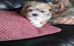 Mixed Breed dogs for sale: Lhasa Apso puppies in Kent - Image 35