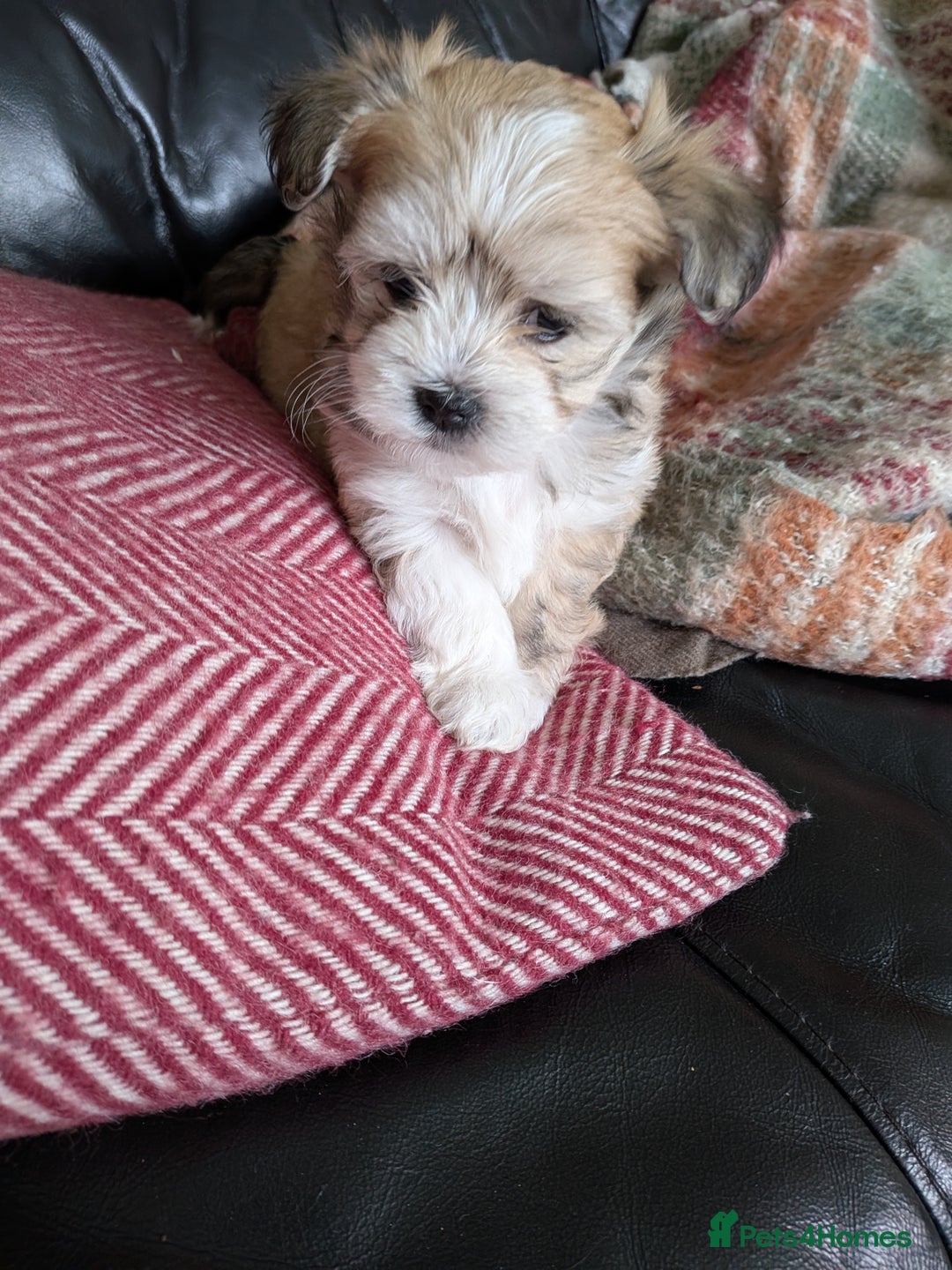 Mixed Breed dogs for sale: Lhasa Apso puppies in Kent - Image 35