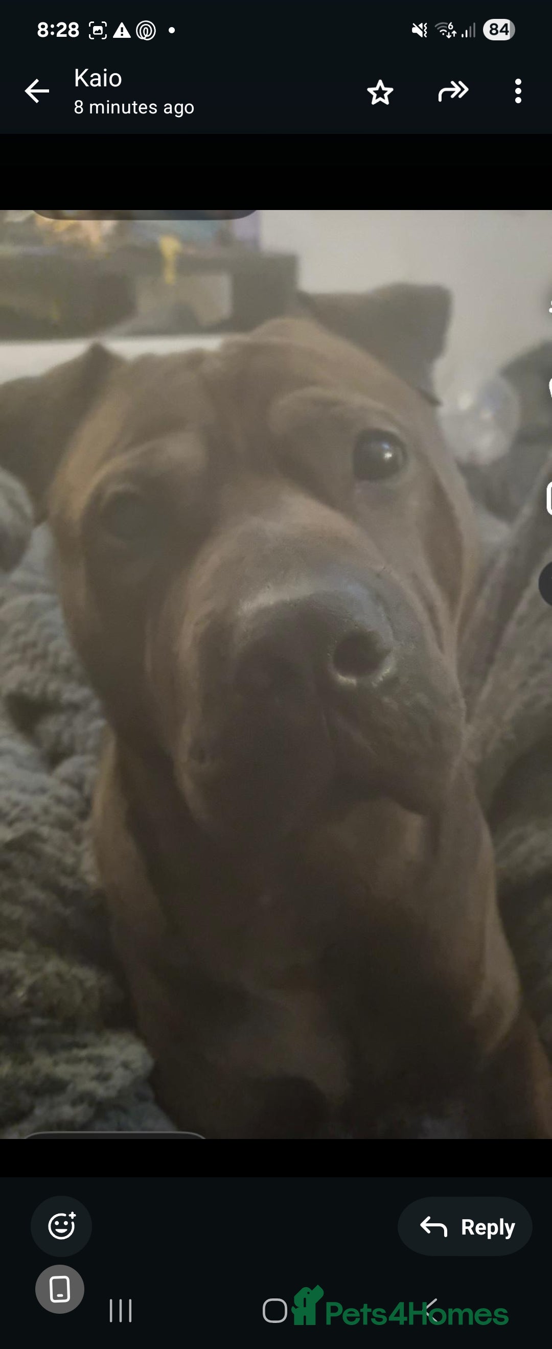 Mixed Breed dogs Male  - Advert 1