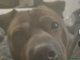 Mixed Breed dogs Male - Advert 11