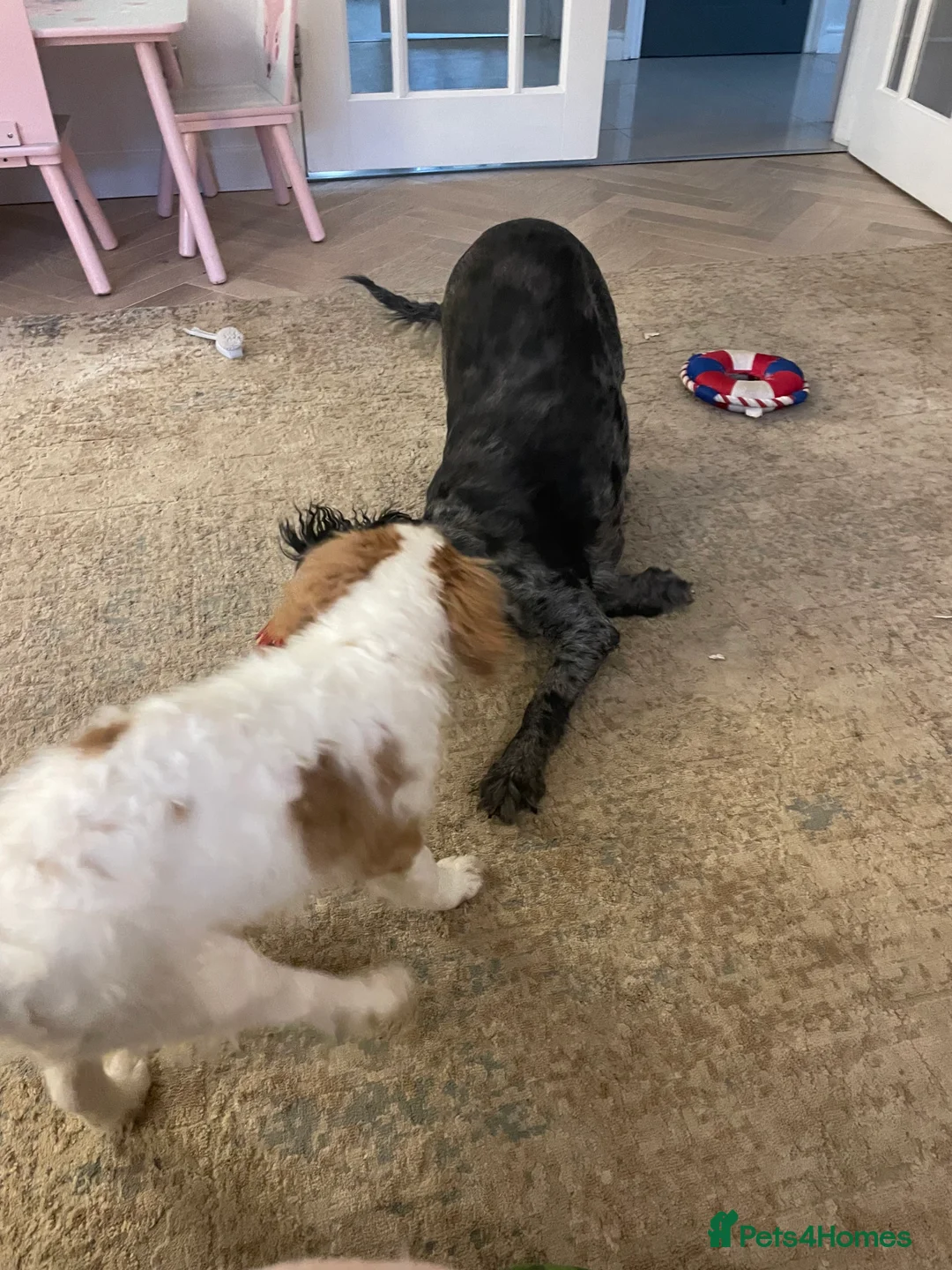 Cockapoo dogs for sale: 4 Month Cockapoo - Needing Her Forever Home 🐶🏡   - Advert 4