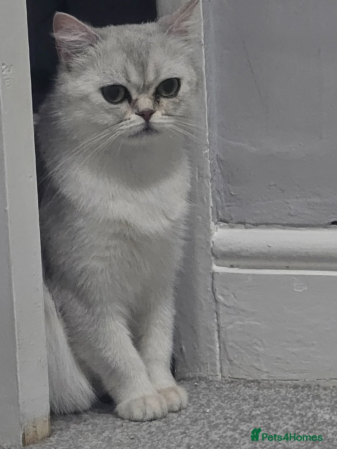Scottish Fold cats for sale: Gorgeous Scottish straight  Neutered &  Vaccinated - Advert 2