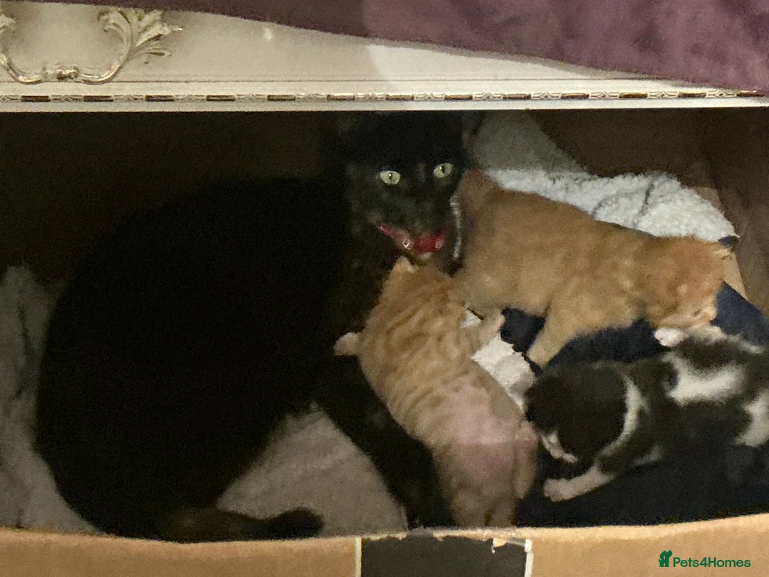 Mixed Breed cats for sale: A Beautiful male ginger kitten looking for a home! - Advert 2