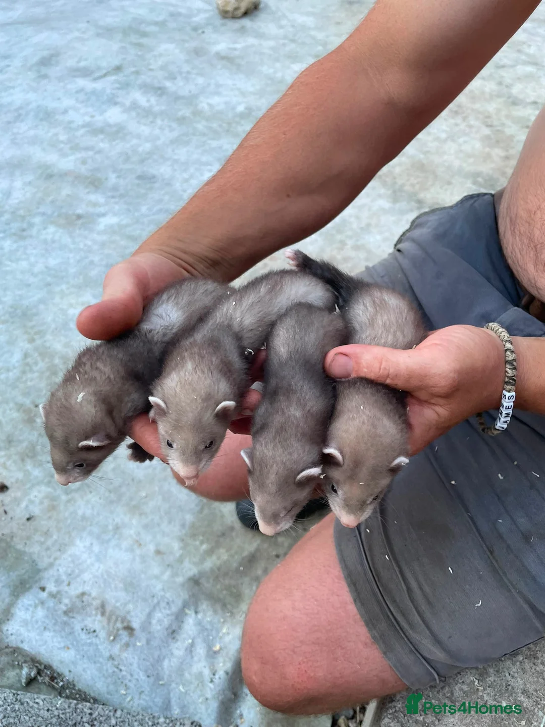 Ferret rodents for sale: 6 Ferret Jill’s available  - Advert 2