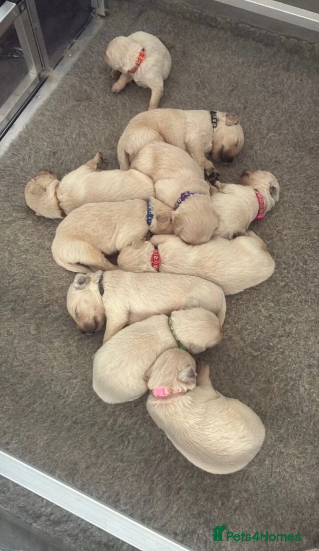 Golden Retriever dogs for sale: ✨🐾Exceptional Golden retriever puppies🐾✨ in Dunstable - Advert 2
