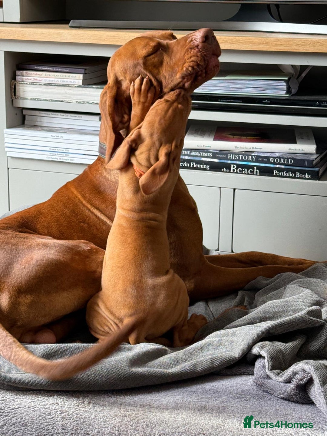 Hungarian Vizsla dogs for stud: Proven Hungarian Vizsla Stud--Imported Bloodlines - Advert 3