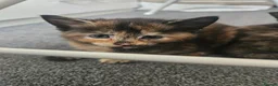 Mixed Breed cats for sale: Beautiful mixed ginger calico kittens for sale - Advert 2