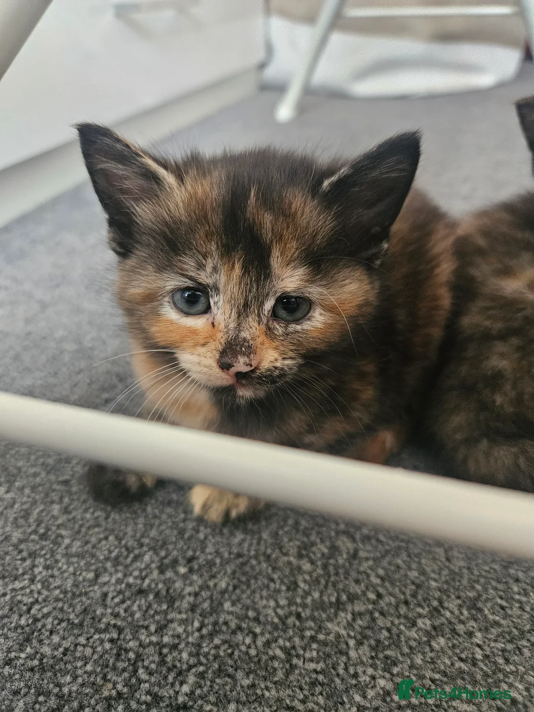 Mixed Breed cats for sale: Beautiful mixed ginger calico kittens for sale - Advert 2
