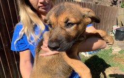 Mixed Breed dogs for sale: Cane corso X Alaskan malamute surprise litter  - Image 6