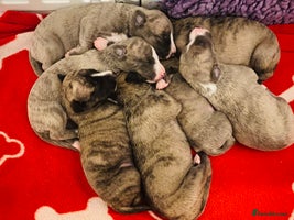 Whippet dogs 🐾 Exceptional Whippet Puppies from Show Lines 🐾 - Advert 4