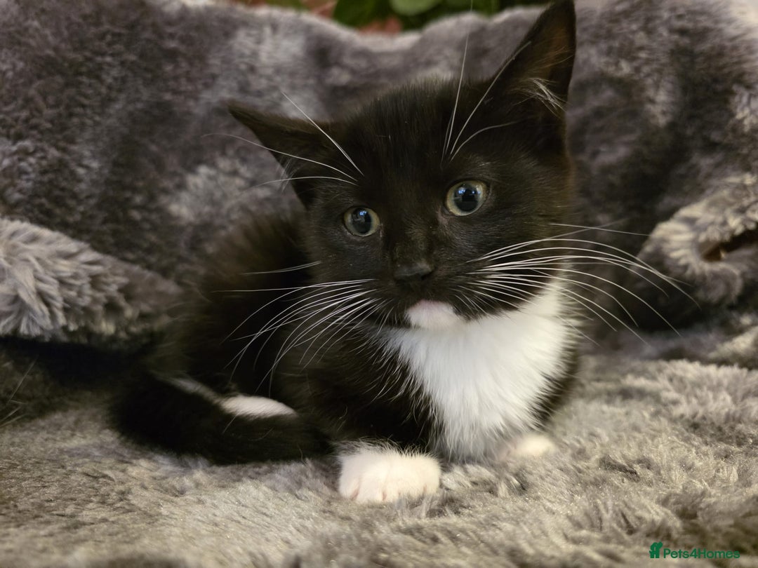 Ragdoll cats for sale: Rehomed  - Advert 4