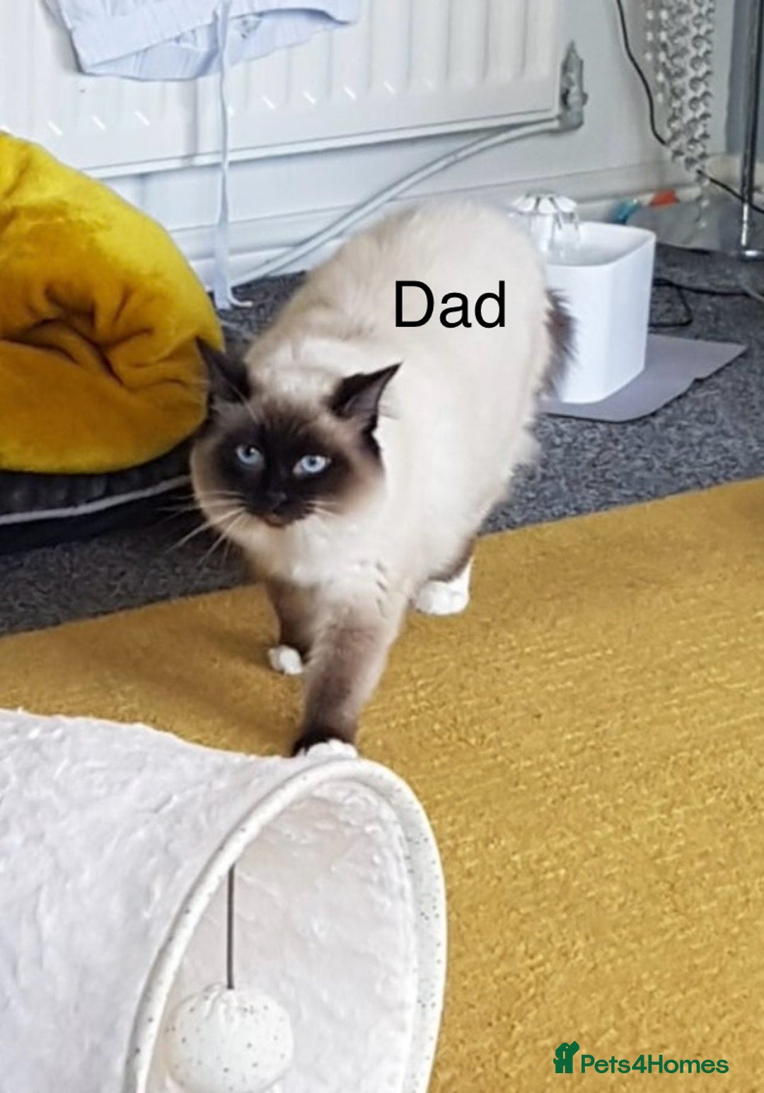 Ragdoll cats for sale: Beautiful Ragdoll kittens - Image 2