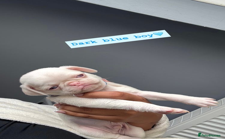 Pug dogs - Advert 4