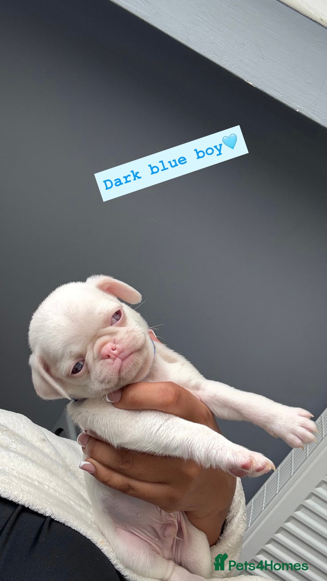 Pug dogs for sale: 7 boys ready to go next week!!!🩵 - Image 4