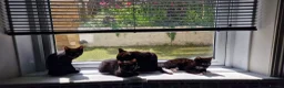 Mixed Breed cats for sale: Bengal X Russian blue kittens  in Eastbourne - Advert 31