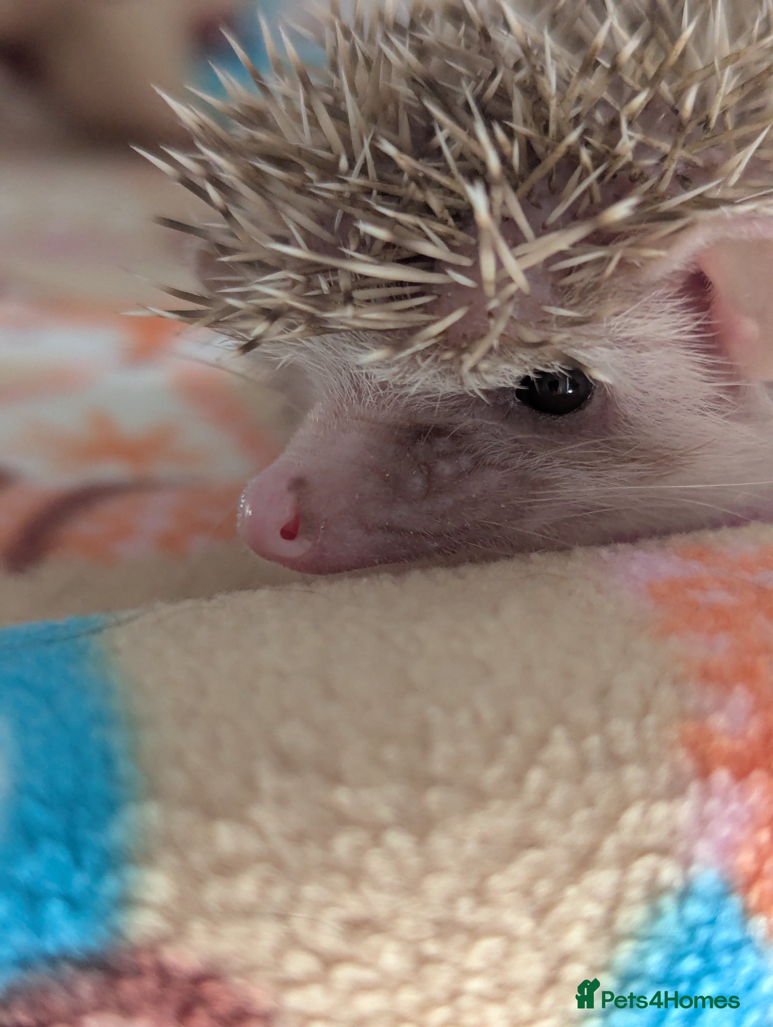 Pygmy Hedgehog rodents for sale: 2 Gorgeous Hoglets Ready Next Week  - Advert 8