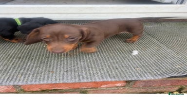 Dachshund dogs Dachshund puppies for sale - Advert 11
