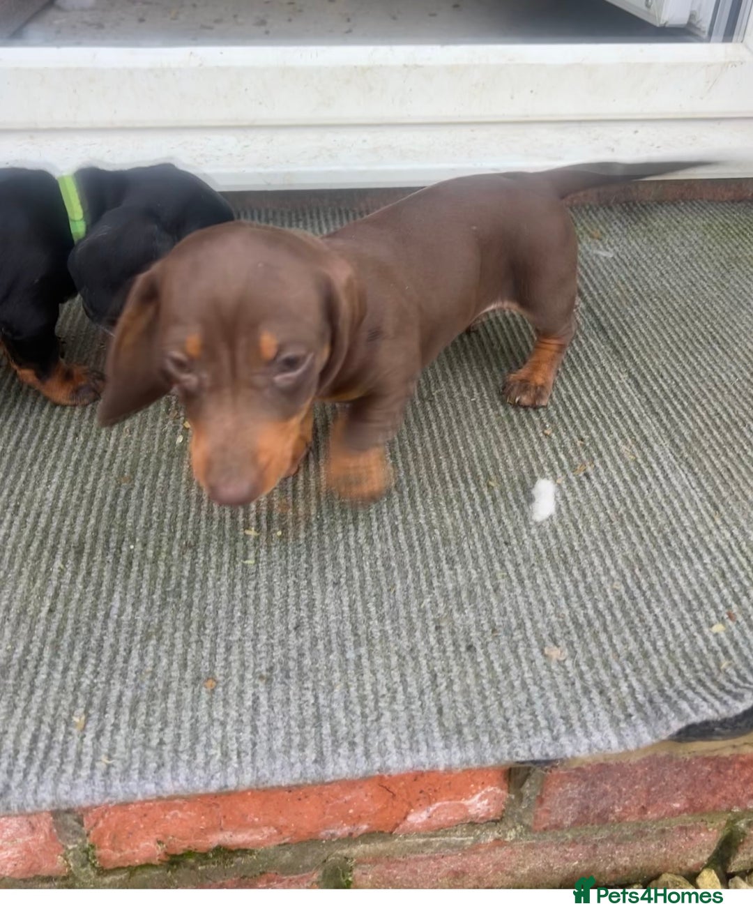 Dachshund dogs for sale: Dachshund puppies for sale - Advert 3