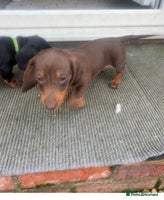Dachshund dogs Dachshund puppies for sale - Advert 11