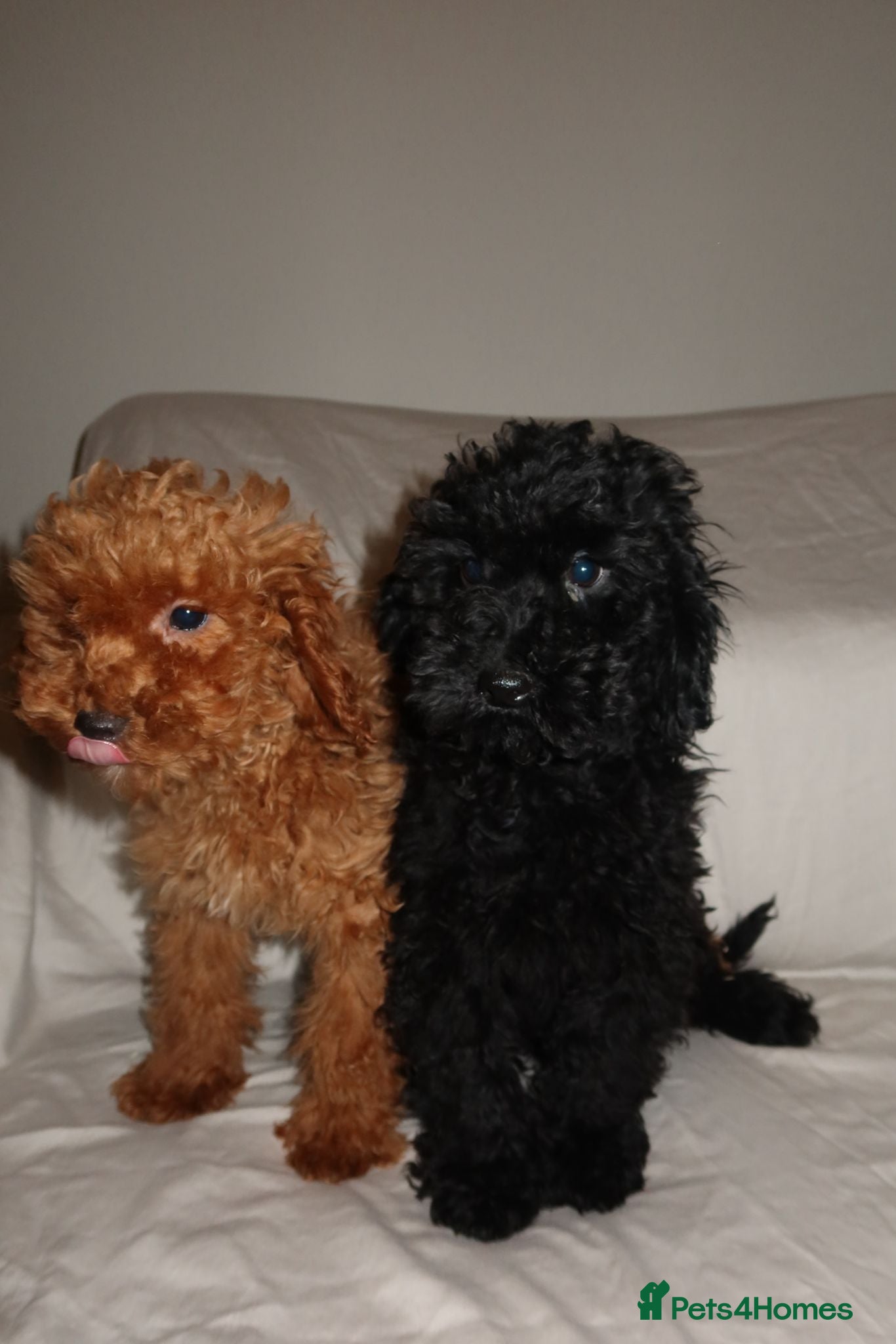 Toy Poodle dogs for sale: Toy poodle puppies  - Advert 1
