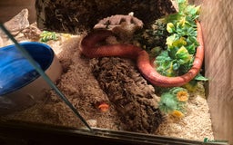 Corn Snake reptiles for sale: Corn snake and setup - Image 2