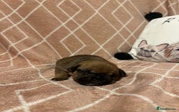 French Bulldog dogs for sale: french bulldog puppies in Manchester - Image 13
