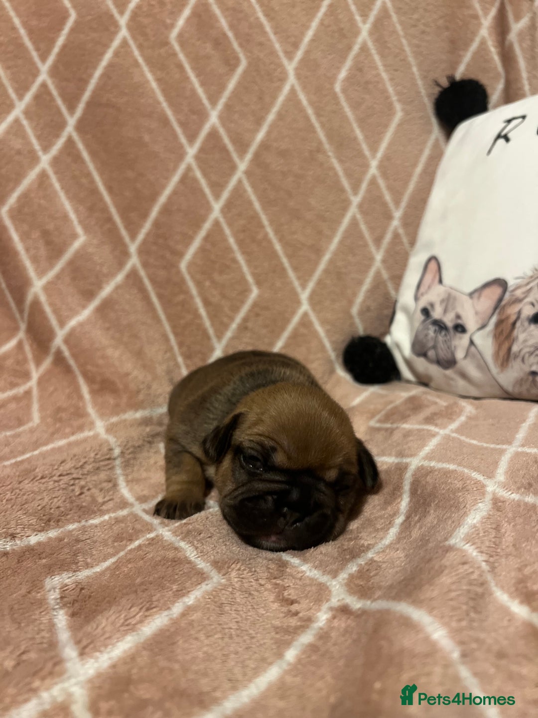 French Bulldog dogs for sale: french bulldog puppies in Manchester - Image 13