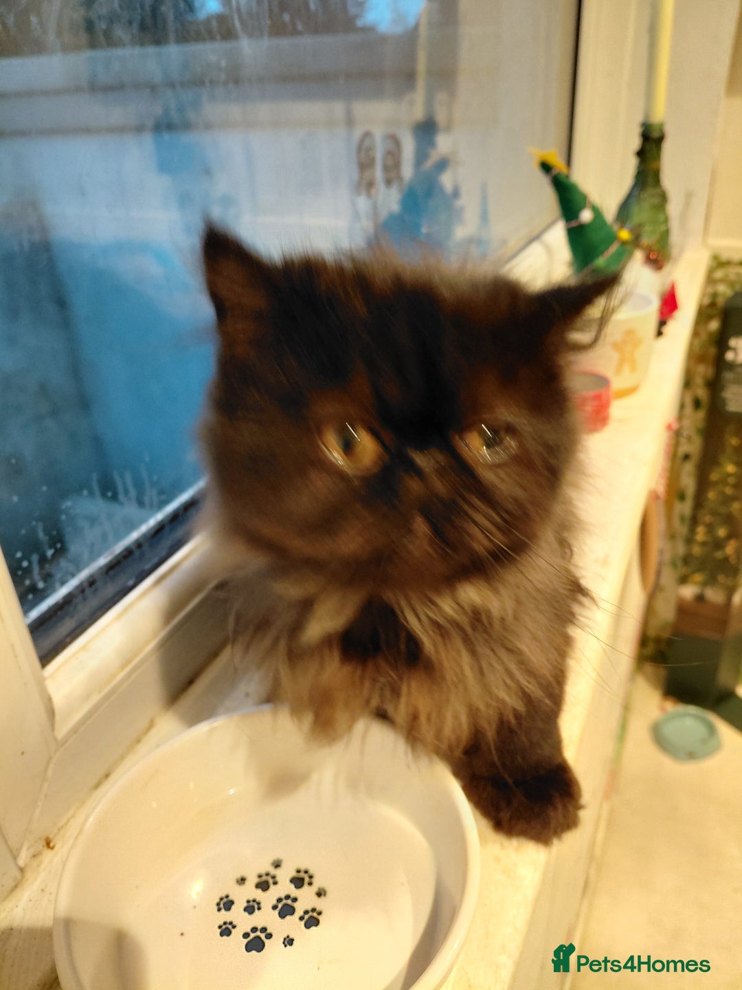 Persian cats for sale: Beautiful 5 month old pure persian boy  - Advert 3