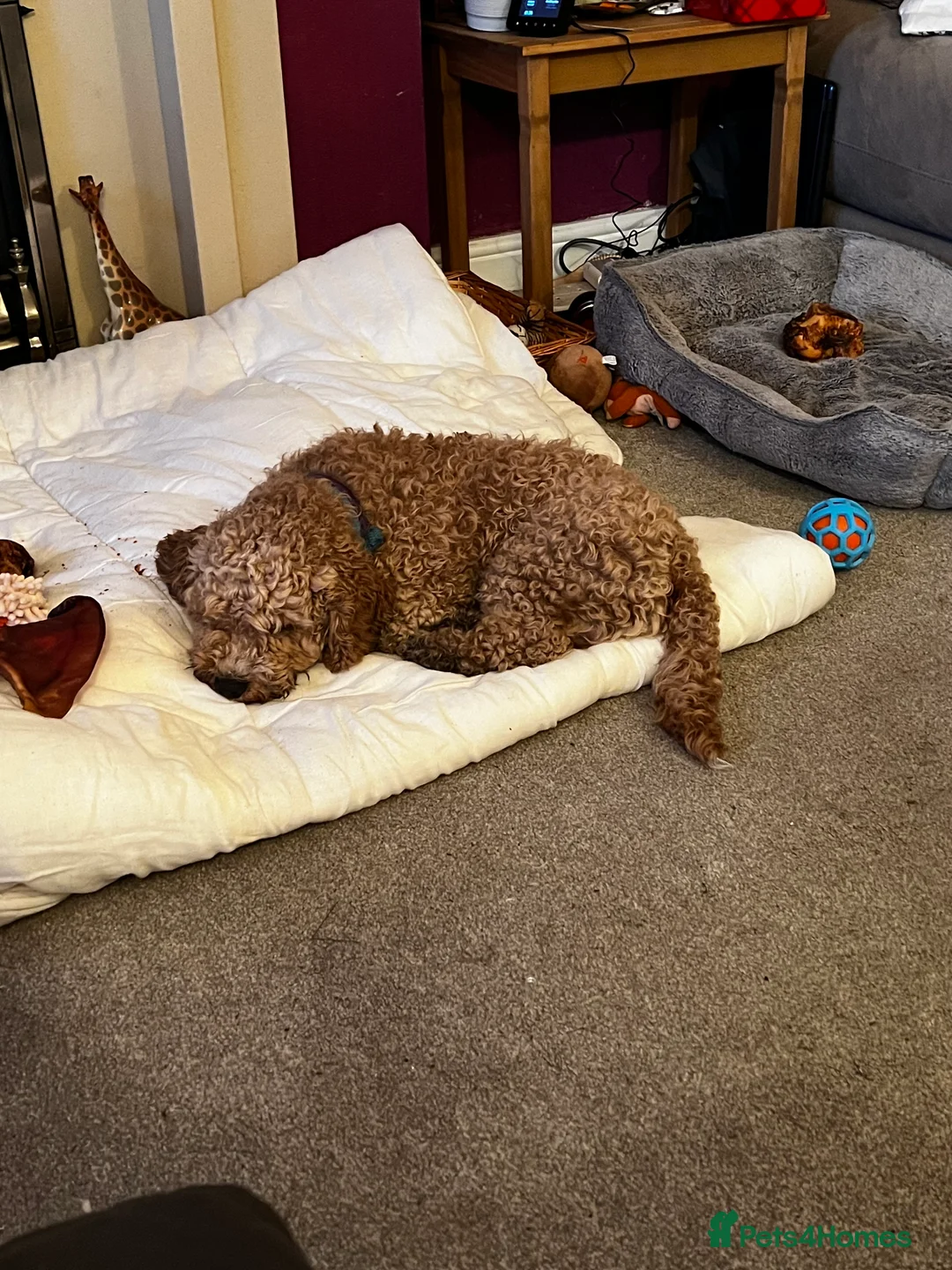 Cockapoo dogs for stud: T2 Cockerpoo for Stud - Advert 6