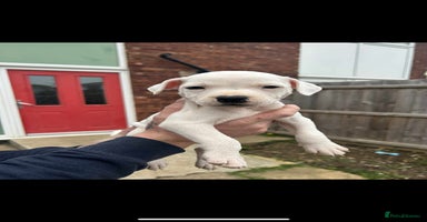 Staffordshire Bull Terrier dogs - Advert 5