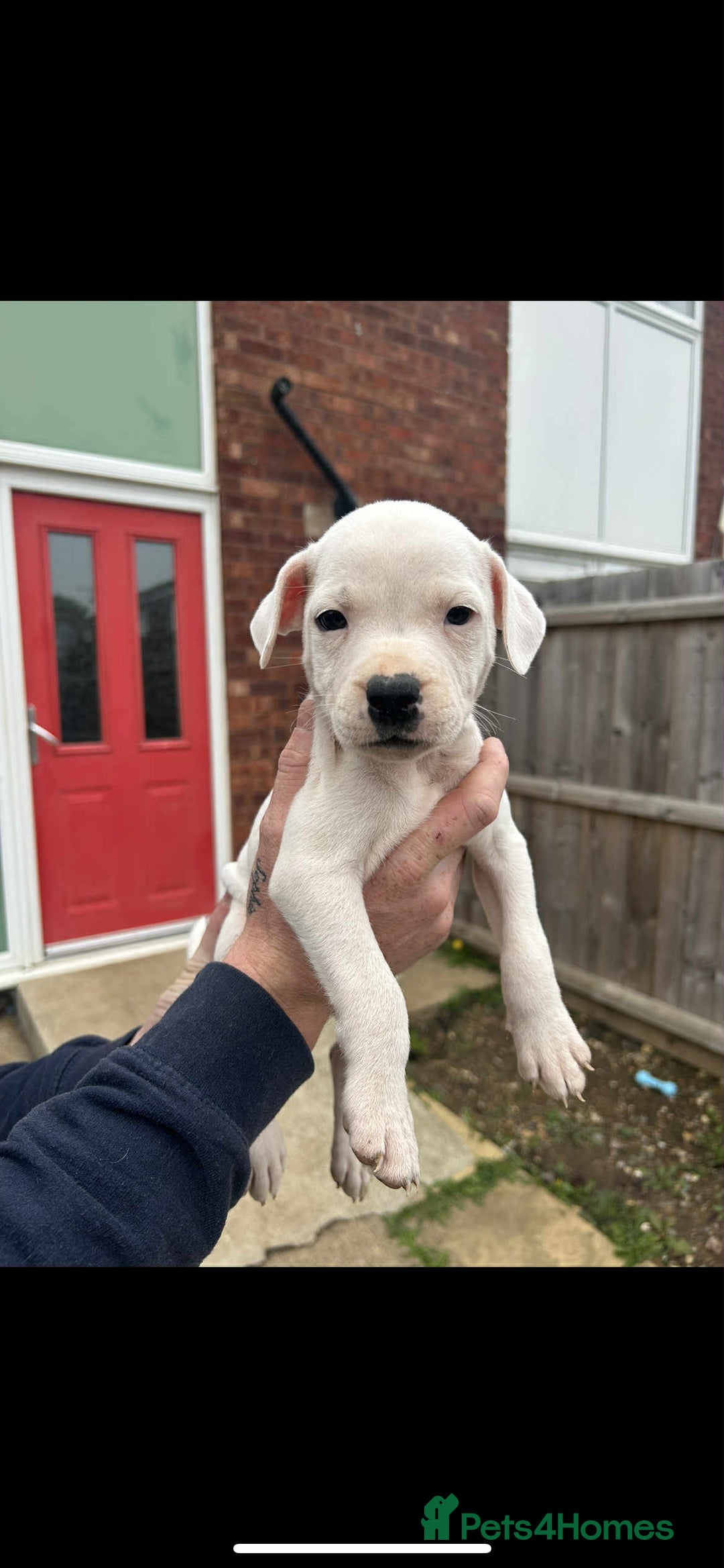 Staffordshire Bull Terrier dogs for sale: Beautiful staff pups for sale - Image 3