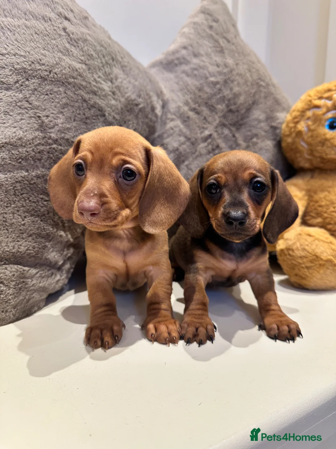 Miniature Dachshund dogs for sale: KC champion bloodline PRA clear minature dachshund - Advert 2