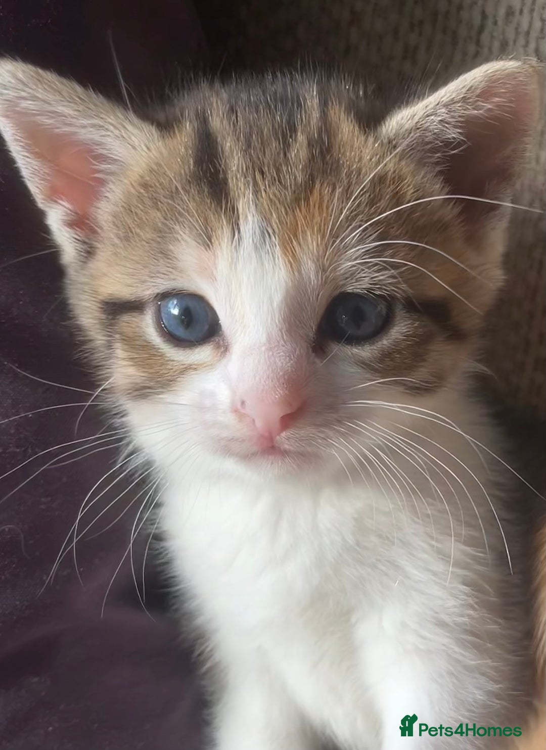 Mixed Breed cats for sale: 4 gorgeous mixed breed kittens - Image 5