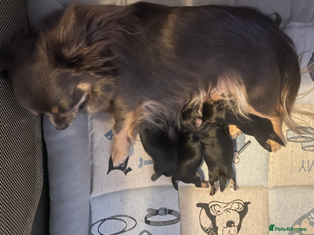 Maltese dogs for sale: XXXXS Tiny Maltese X Chihuahua F1 Malchi Boy Puppy - Image 8