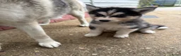Siberian Husky dogs for sale: Puppy Siberian Husky  - Advert 14