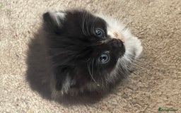 Mixed Breed cats for sale: 4 beautiful boy kittens  - Image 7